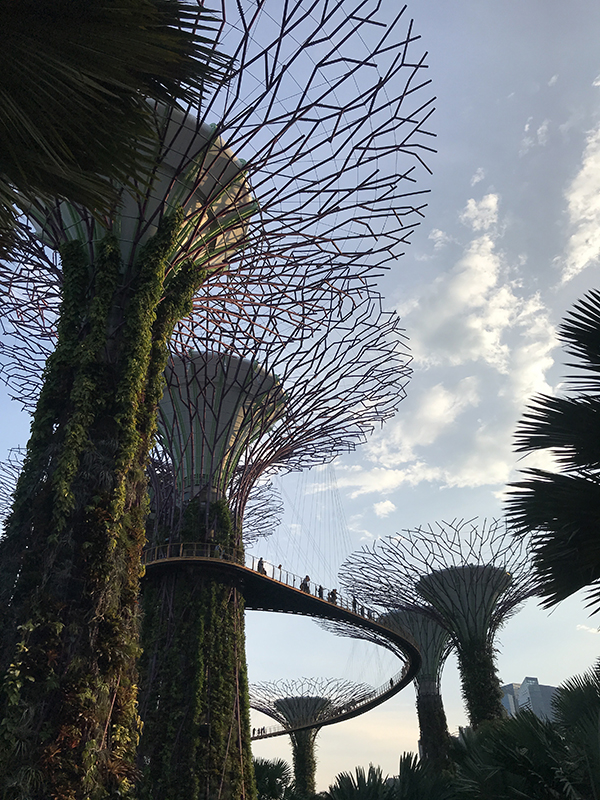 Supertrees gardens by the bays