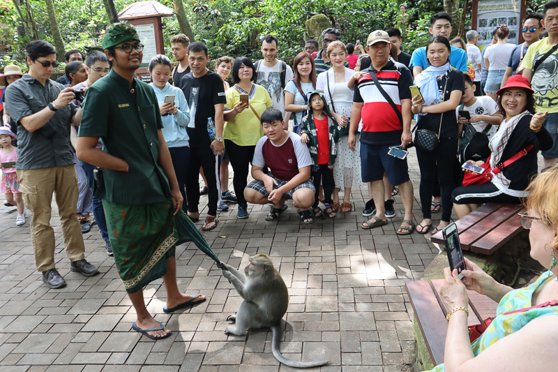 Masse de touriste autour d'un singe à la Monkey Forest d'Ubud Bali