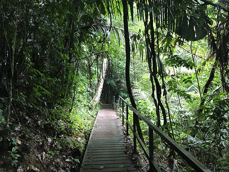 sentier jungle malaisie